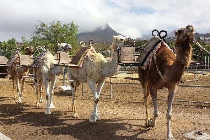 Skip the Line: Camel Park Tenerife Ticket - Camel Park Tenerife Skip-the-Line Ticket: what you really get