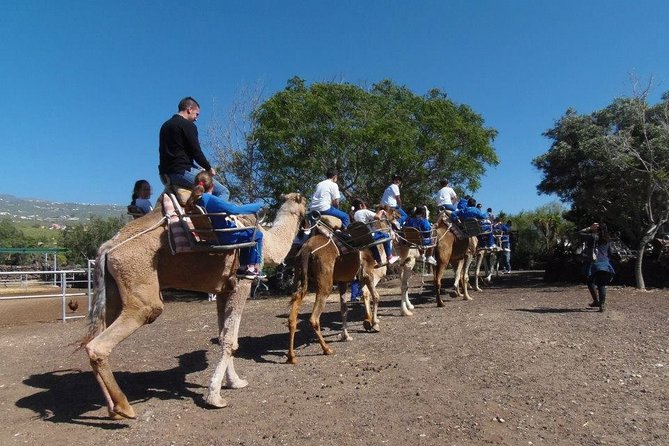 Skip the Line: Camel Park Tenerife Ticket - On-site comfort: restaurant time and where to reset