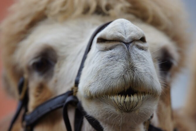 Skip the Line: Camel Park Tenerife Ticket - Getting pickup right: the easiest way to reduce stress