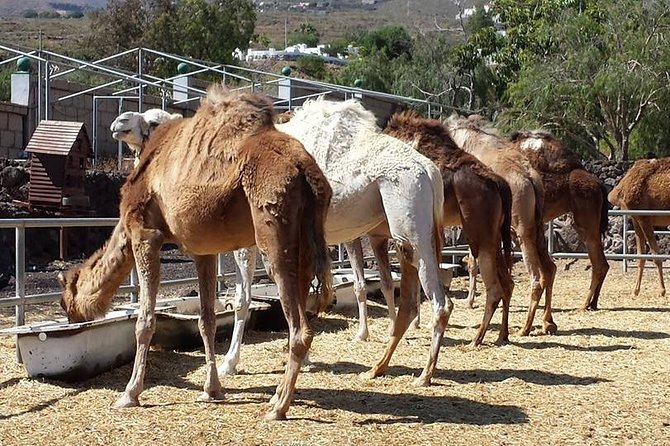Skip the Line: Camel Park Tenerife Ticket - Value check: is $12 a good deal for this short visit?