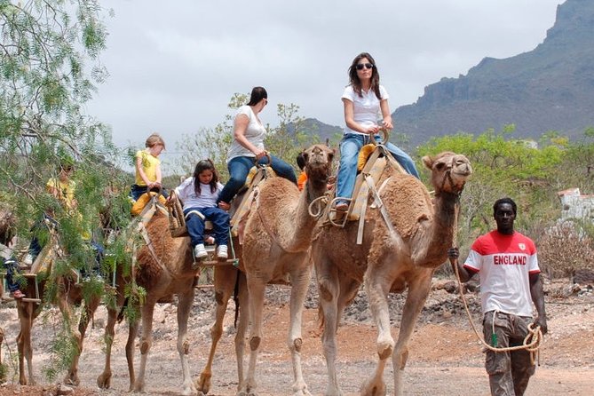 Skip the Line: Camel Park Tenerife Ticket - Weather and timing: plan like it might change
