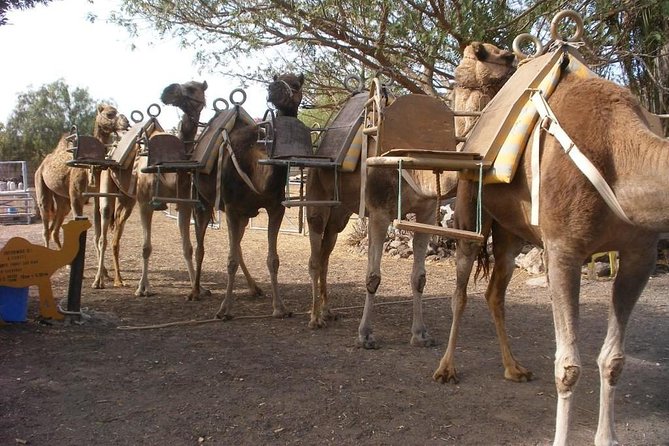 Skip the Line: Camel Park Tenerife Ticket - The camel ride experience: short, family-friendly, and the main event