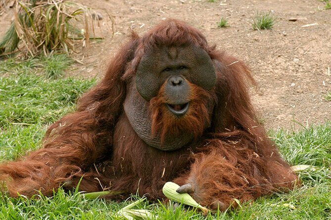 Skip the Line: Jungle Park Tenerife Entrance Ticket - Who This Jungle Park Ticket Is Best For