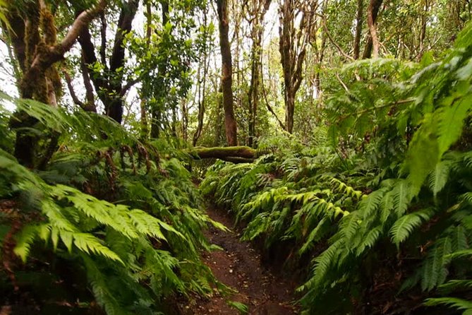 Small Group Guided Hiking in Anaga Rural Park in Tenerife - Key highlights worth your attention