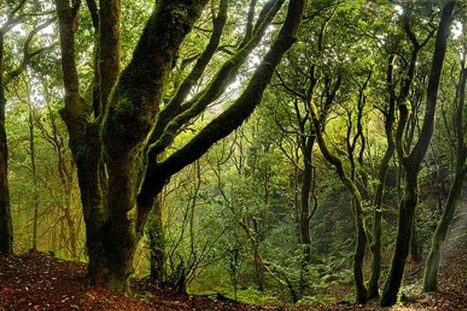 Small Group Guided Hiking in Anaga Rural Park in Tenerife - The Ángel factor: why the small-group size matters