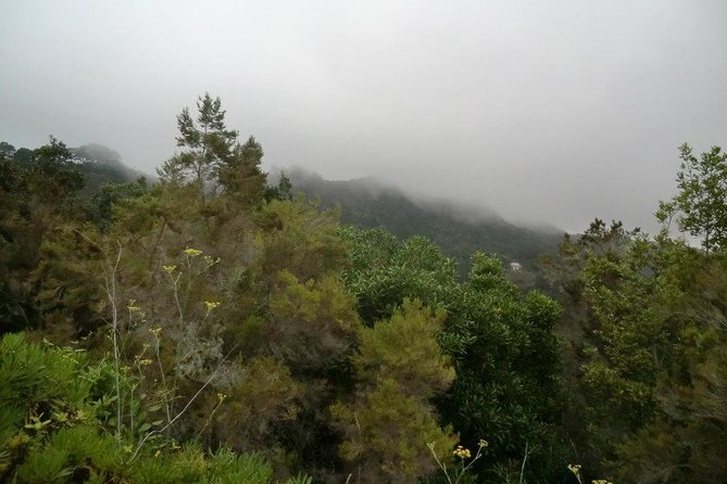 Small Group Guided Hiking in Anaga Rural Park in Tenerife - Spotting Canarian laurel forest, junipers, dragon trees, and palms