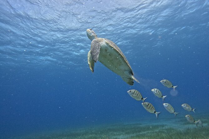 Small Group Snorkeling in Abades Bay with Licensed Guide - Key highlights you should care about