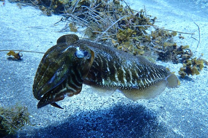 Small Group Snorkeling in Abades Bay with Licensed Guide - Wildlife chances in the volcanic house reef