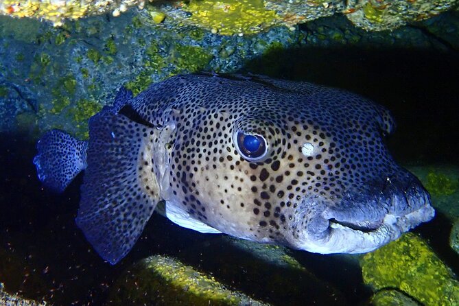 Small Group Snorkeling in Abades Bay with Licensed Guide - Logistics that affect your day: time, pickup, and calm planning