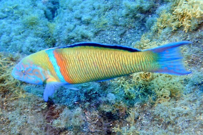 Small Group Snorkeling in Abades Bay with Licensed Guide - Who this tour fits best (and who should reconsider)