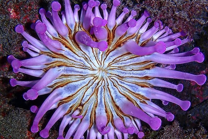 Small Group Snorkeling in Abades Bay with Licensed Guide - The water plan: try it with a guide, then explore on your own