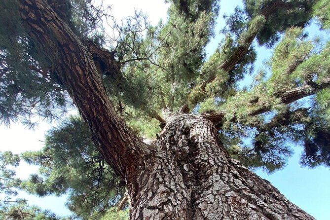 Small Group Teide National Park Volcanic and Forest Wonders - Los Roques de Garcia: The Mars-Feeling Highlight You Need Time For
