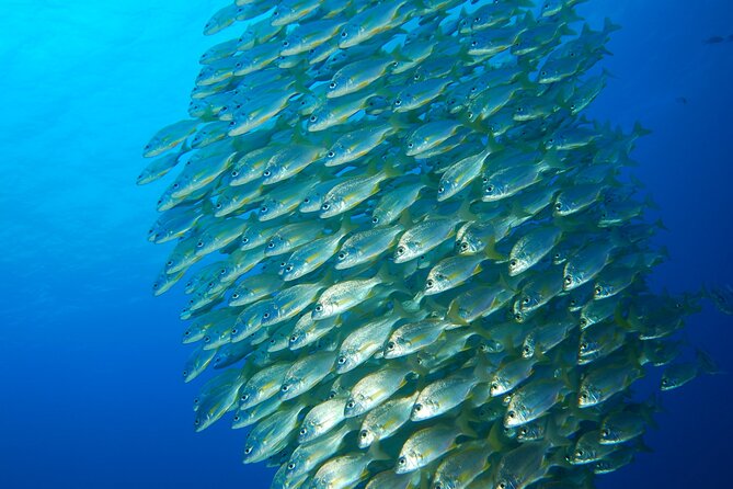 Snorkel Rental 24h, discover Tenerifes Ocean on your own! - Where you snorkel: shoreline access in the Bay of Radazul