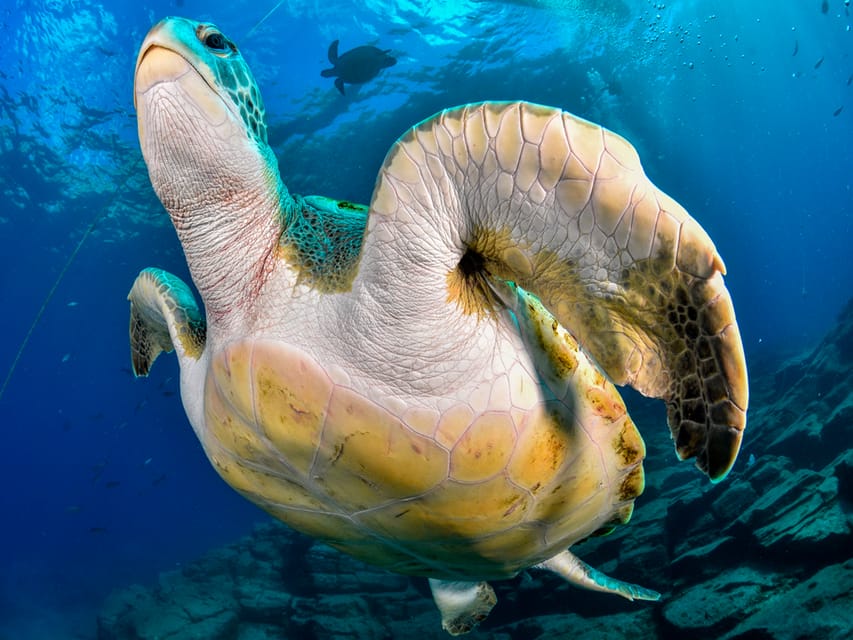 Snorkeling Boat Trip in Marine Turtles Natural Habitat - Price and value: is $57 a good deal for this day?