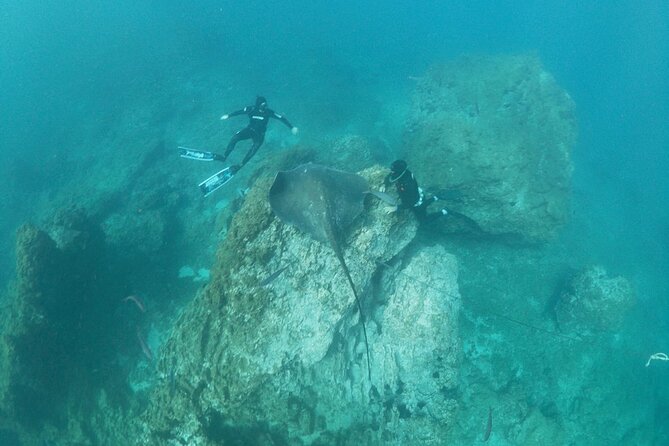 Snorkeling excursion in the Rayas and Turtles Zone - Meeting Point: Abades Start and Returning to It