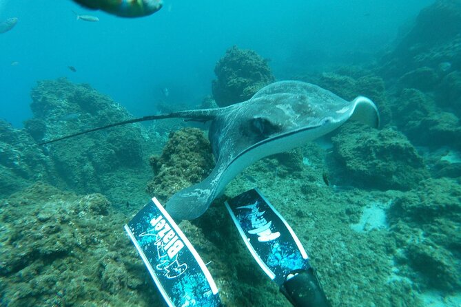 Snorkeling excursion in the Rayas and Turtles Zone - What You Actually Do: Step-by-Step Flow