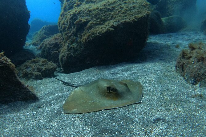 Snorkeling excursion in the Rayas and Turtles Zone - What Makes the Experience Special Underwater