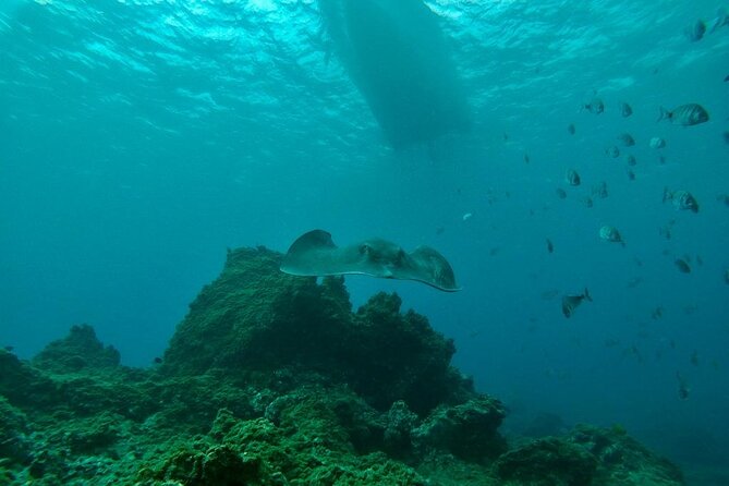 Snorkeling excursion in the Rayas and Turtles Zone - Group Size: Why Up to 10 People Is a Big Deal