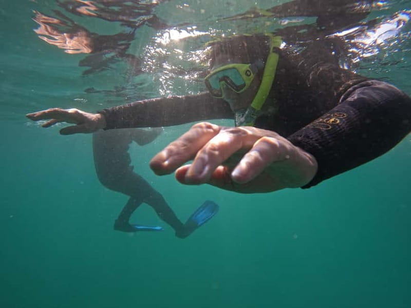Snorkeling in tenerife south: Discover the underwater world - Tenerife South snorkeling, and why the “confined area” matters