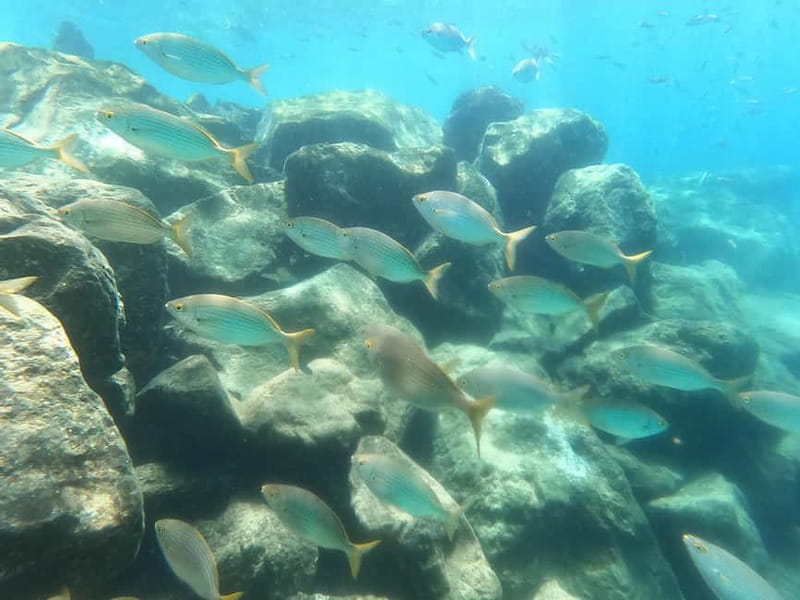Snorkeling in tenerife south: Discover the underwater world - Stop 1 at Hotel GF Isabel: paperwork, tea or coffee, then gear