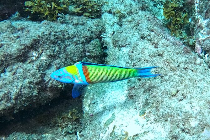 Snorkeling with a Professional Instructor in Tenerife - Getting to the water, pickup that actually matters in Tenerife