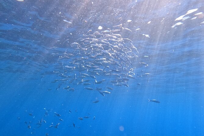 Snorkeling with a Professional Instructor in Tenerife - Price and value: $60.08 for structure, guidance, and content