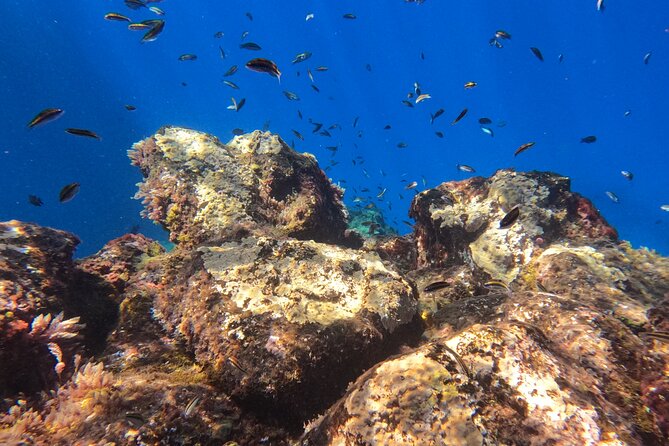 Snorkeling with a Professional Instructor in Tenerife - How to get the most out of your snorkel day