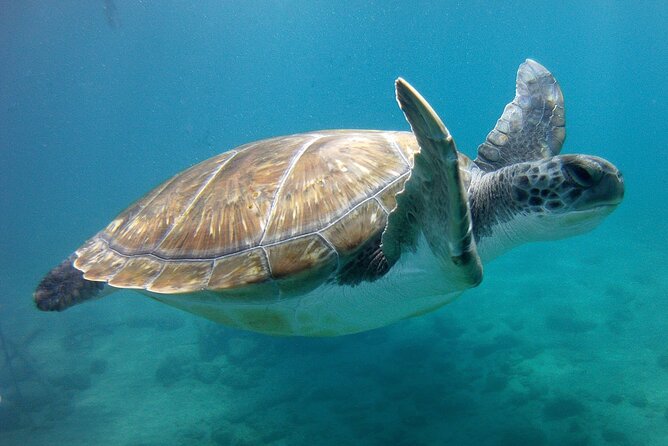 Snorkelling safari in a turtle area - What You Actually Get for the Price in Tenerife