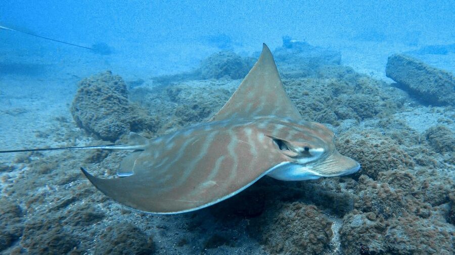 South Tenerife: Guided Snorkeling - Key highlights worth planning for