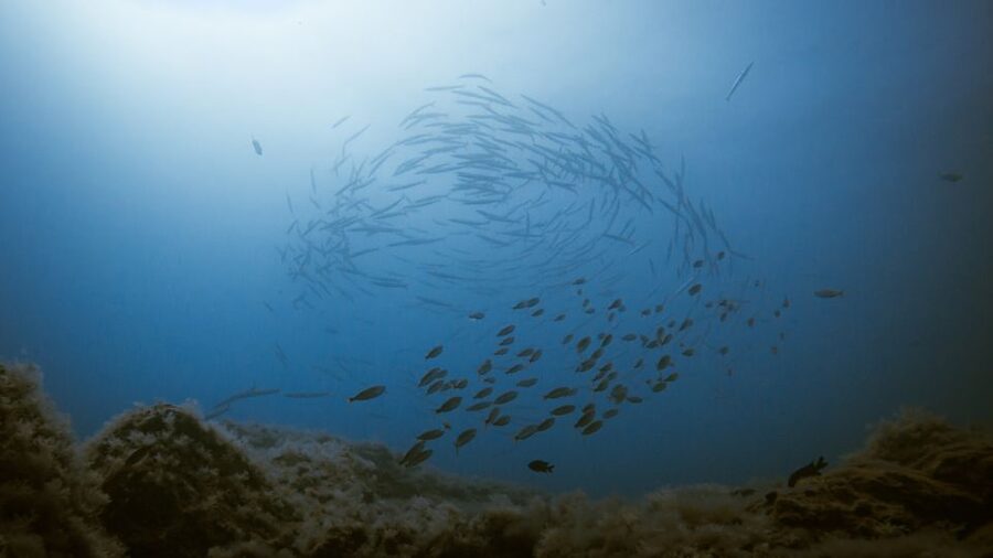 South Tenerife: Guided Snorkeling - A realistic itinerary you can plan your day around