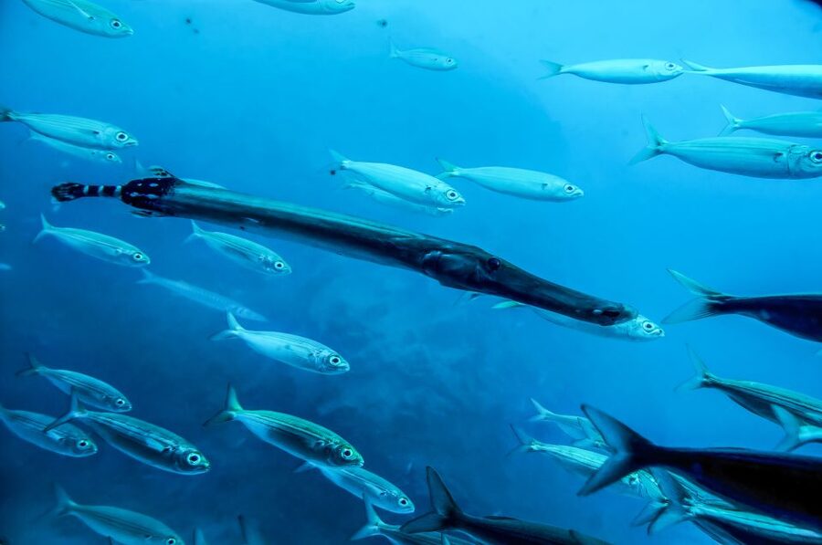 Southern Tenerife: 50-Minute Submarine Dive - The Harbor Build-Up: Guided Time and Marine Viewing Before Going Under