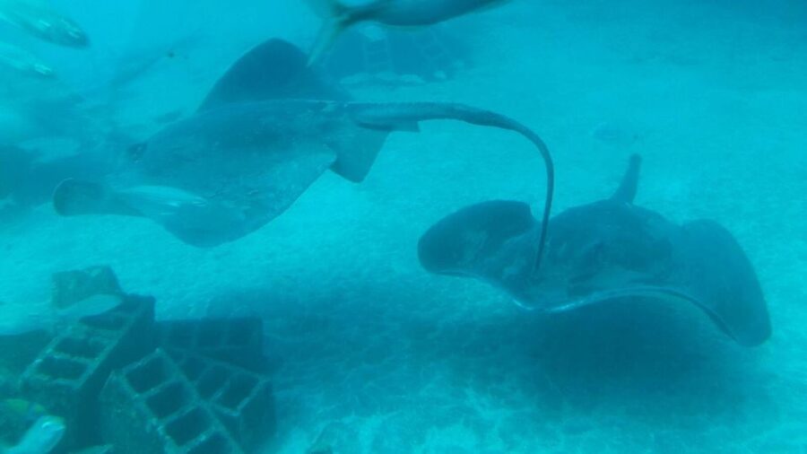 Southern Tenerife: 50-Minute Submarine Dive - Price and Value: Is It Worth $72 per Person?