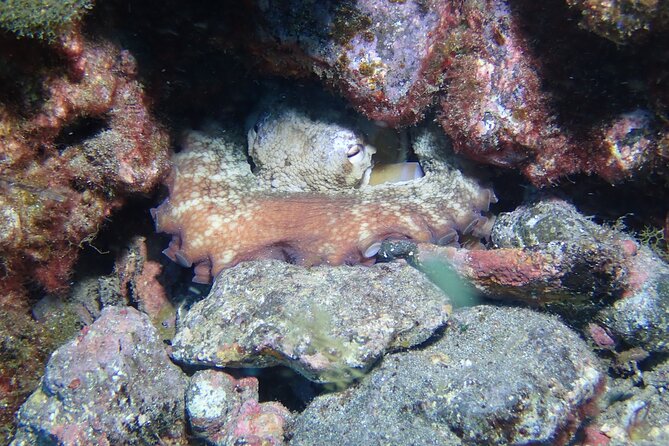 SSI basic diver In Tenerife - 2 Dives - Meet the Team: Chris, Steph, and Ismael, Plus Mariona at the Center