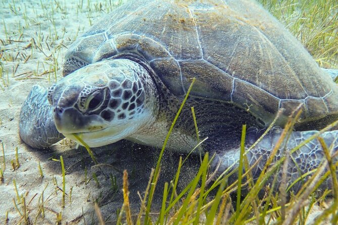 SSI basic diver In Tenerife - 2 Dives - Practical Tips Before You Go