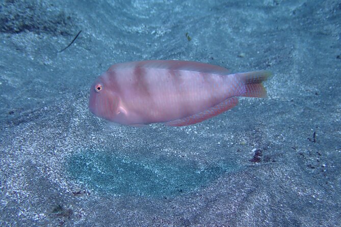 SSI basic diver In Tenerife - 2 Dives - From Meeting Point to First Underwater Skills