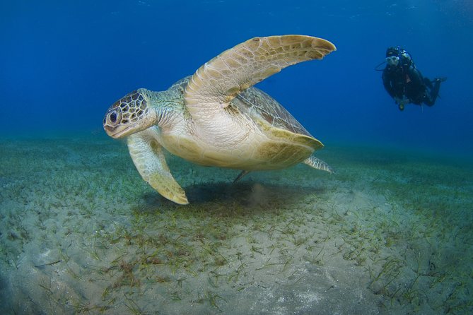 SSI Open Water Diver Course in Tenerife - Key Things I’d Focus On