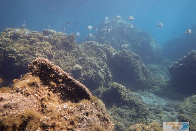 SSI Open Water, South Tenerife - The instructors and vibe: why people keep recommending this team