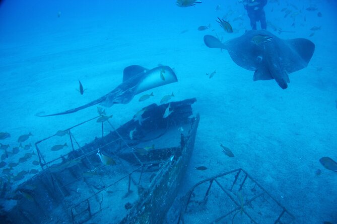 Submarine tour Tenerife: a 1 hour underwater experience - Price of $73.62 for a 1-Hour Underwater Adventure: Is It Worth It?