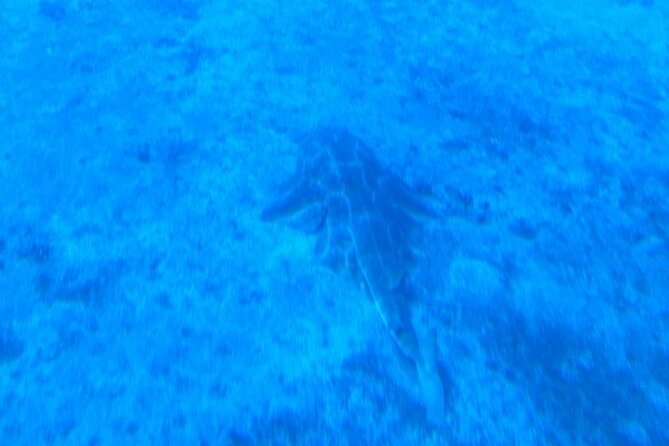 Submarine tour Tenerife: a 1 hour underwater experience - Weather, Water Clarity, and Occasional Tech Hiccups