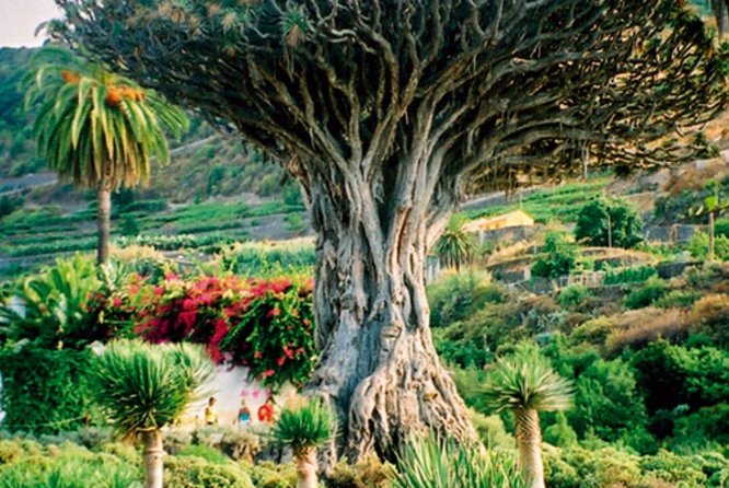 Teide-Icod-Garachico-Masca (Most popular bus tour in Tenerife) - Stop 4: Masca Valley, inside Los Gigantes cliffs