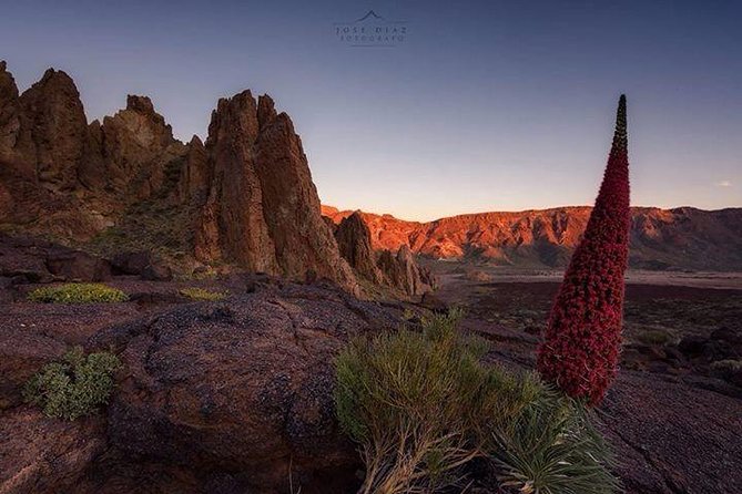 Teide-Icod-Garachico-Masca (Most popular bus tour in Tenerife) - Pickup and getting on the bus without stress