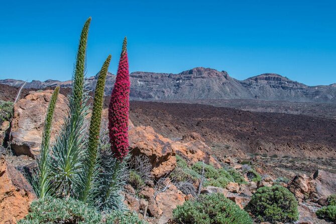 Teide National Park Full Experience with Professional Guide - Why Teide feels like another world, and why this tour fits