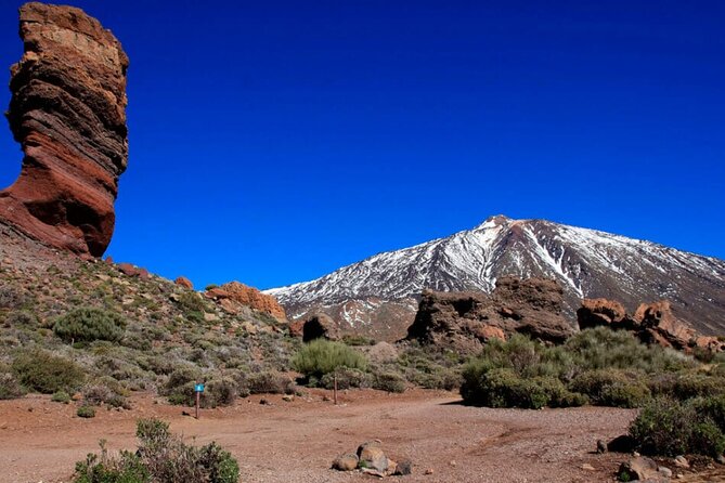 Teide National Park Full Experience with Professional Guide - El Pino Gordo in Corona Forestal: the pine that survived volcanic history
