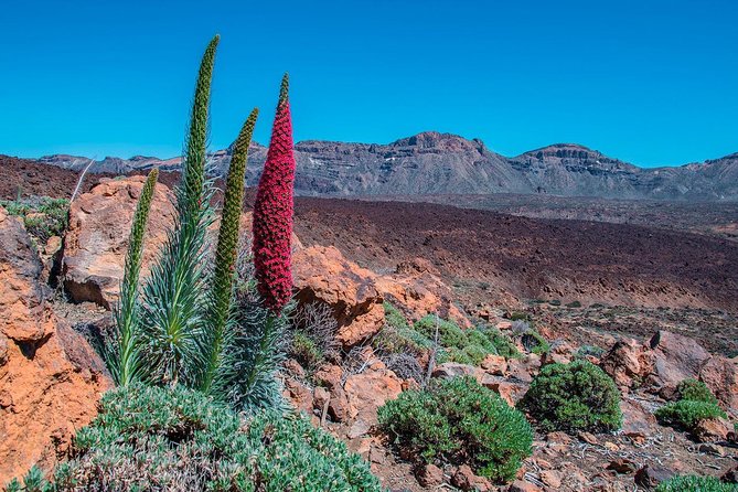 Teide National Park Half Day Tour with Hotel Pick up - What the guide adds: from geology to filming locations