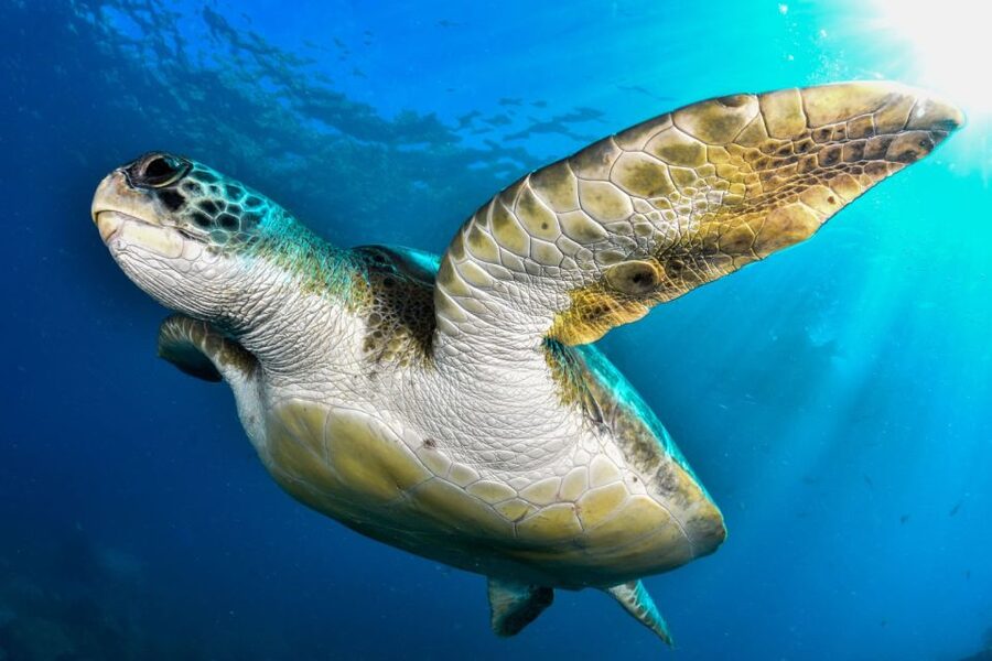 Tenerife: 2-Dive Private Scuba Discovery Course - Marine life rules: how to see it while keeping it wild