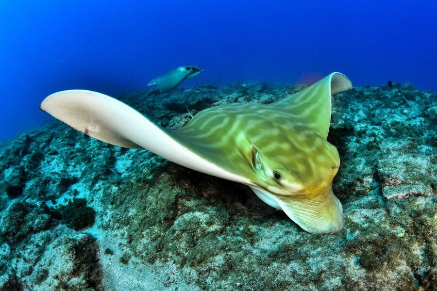 Tenerife: 2-Dive Private Scuba Discovery Course - Who this private scuba discovery course is best for