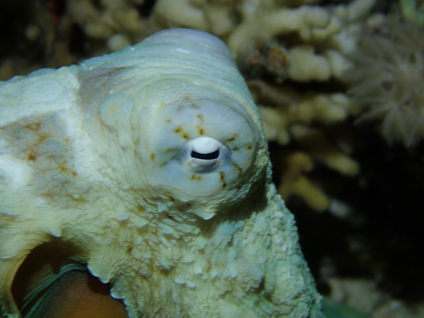 Tenerife: 2-Dive Private Scuba Discovery Course - Private coaching that builds confidence, not just minutes underwater