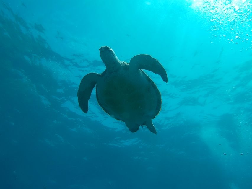 Tenerife: 2 Diving Sessions for Certified Divers - Getting set up: gear checks, briefings, and multilingual instruction