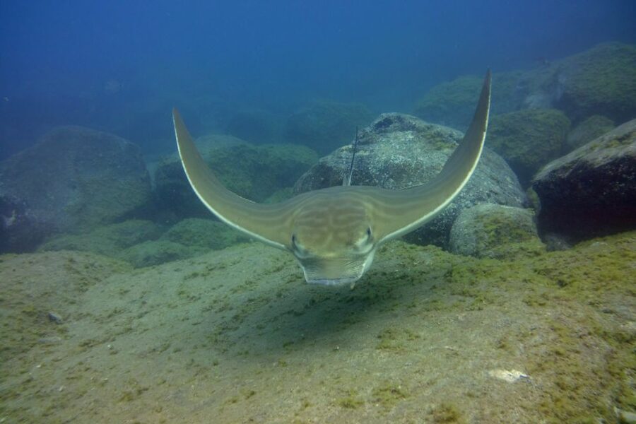 Tenerife: 2 Diving Sessions for Certified Divers - Session one: often off the shore, with rock formations and a calm start