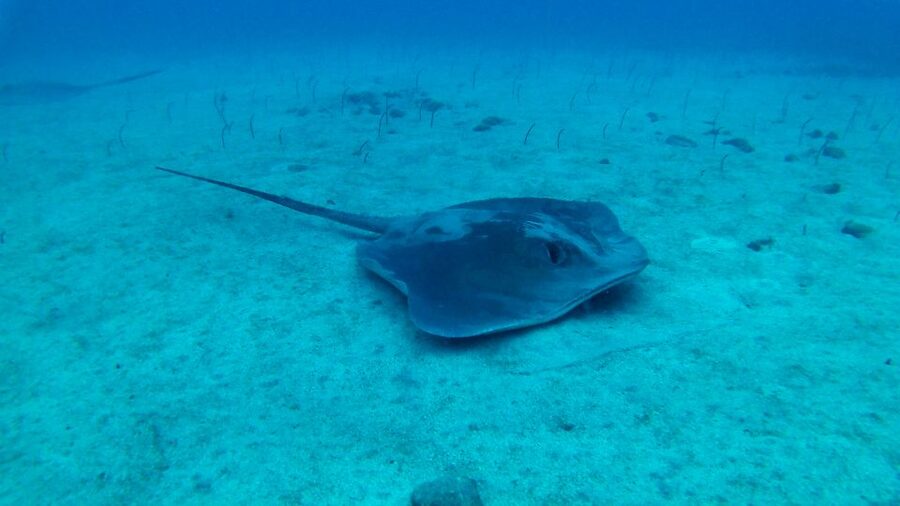 Tenerife: 2 Diving Sessions for Certified Divers - What you might see in Tenerife’s Atlantic waters